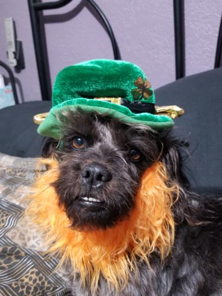 /Images/uploads/Friends of Seal Beach Animal Care Center/2022sbacc/entries/20876thumb.jpg